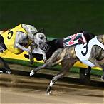 how to bet on greyhound racing